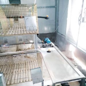 兔用自動清糞機